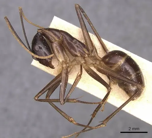 Camponotus hastifer specimen CASENT0905248 image casent0905248_3