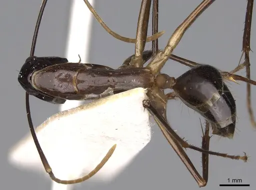 Camponotus hastifer specimen CASENT0906953 image casent0906953_1