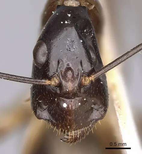 Camponotus hastifer specimen CASENT0906953 image casent0906953_2