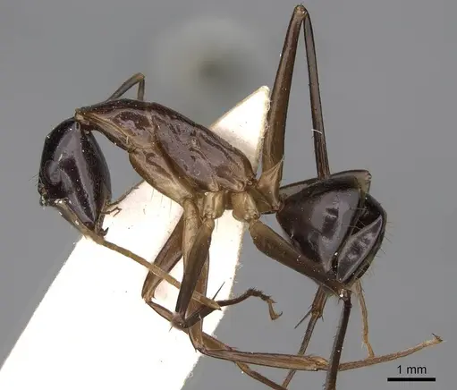 Camponotus hastifer specimen CASENT0906953 image casent0906953_3
