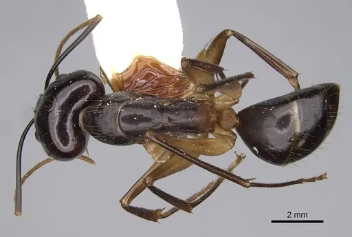 Camponotus hastifer specimen CASENT0906954 image casent0906954_1