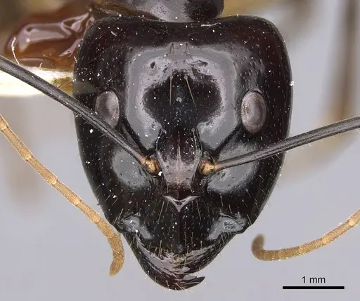 Camponotus hastifer specimen CASENT0906954 image casent0906954_2