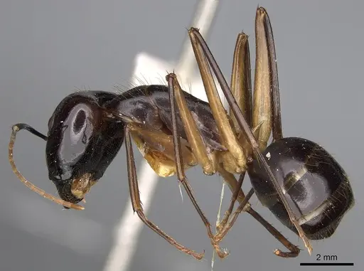 Camponotus hastifer specimen CASENT0906954 image casent0906954_3