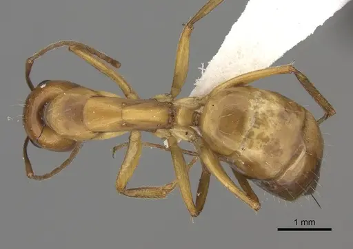 Camponotus havilandi specimen CASENT0170547 image casent0170547_1