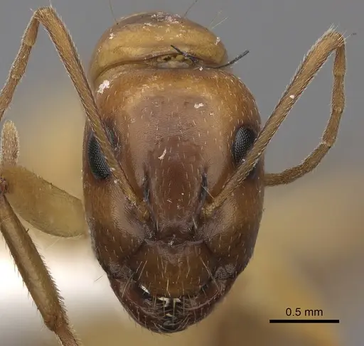 Camponotus havilandi specimen CASENT0170547 image casent0170547_2