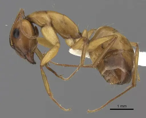Camponotus havilandi specimen CASENT0170547 image casent0170547_3