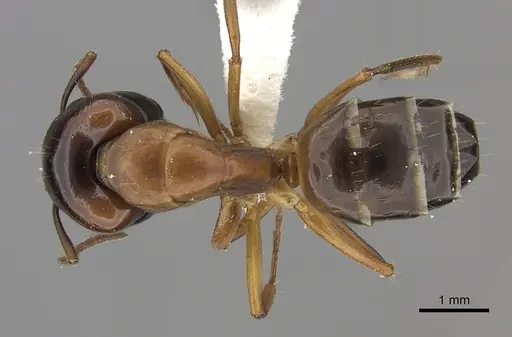 Camponotus havilandi specimen CASENT0170550 image casent0170550_1