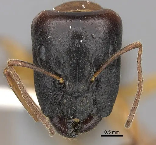 Camponotus havilandi specimen CASENT0170550 image casent0170550_2