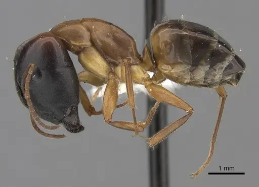 Camponotus havilandi specimen CASENT0170550 image casent0170550_3