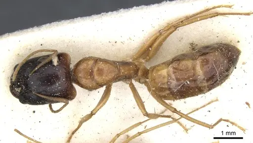 Camponotus havilandi specimen CASENT0903493 image casent0903493_1