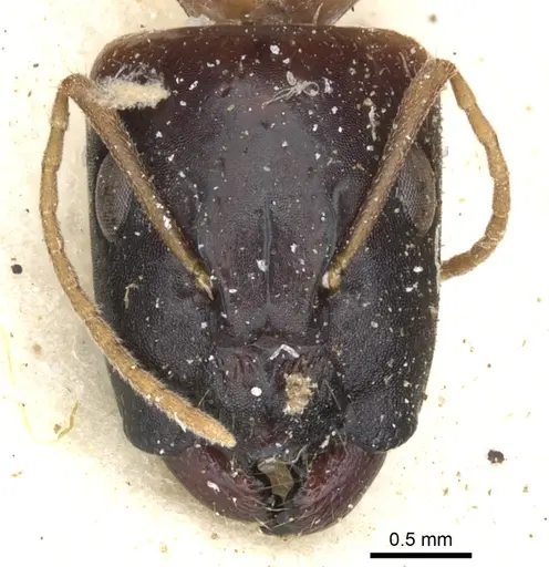 Camponotus havilandi specimen CASENT0903493 image casent0903493_2