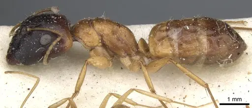 Camponotus havilandi specimen CASENT0903493 image casent0903493_3