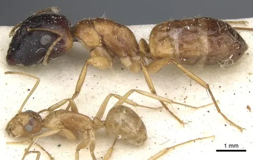 Camponotus havilandi specimen CASENT0903493 image casent0903493_4