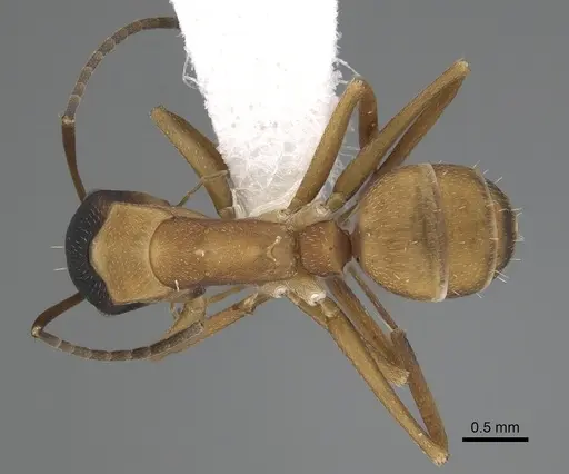 Camponotus heathi specimen CASENT0280067 image casent0280067_1