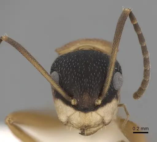 Camponotus heathi specimen CASENT0280067 image casent0280067_2