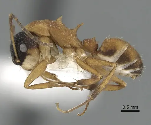 Camponotus heathi specimen CASENT0280067 image casent0280067_3