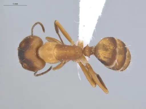 Camponotus heathi specimen ECOFOG-SL13-1211-35-S image ecofog-sl13-1211-35-s_1