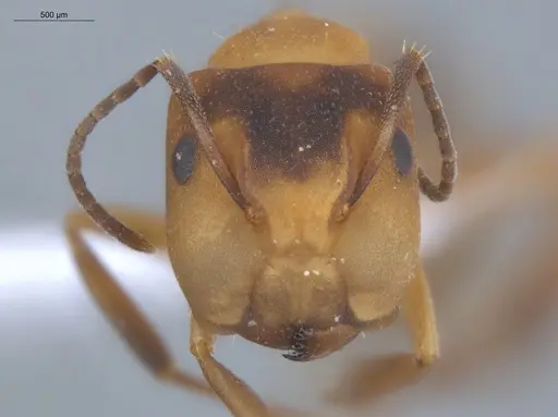Camponotus heathi specimen ECOFOG-SL13-1211-35-S image ecofog-sl13-1211-35-s_2