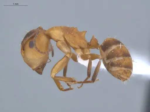 Camponotus heathi specimen ECOFOG-SL13-1211-35-S image ecofog-sl13-1211-35-s_3