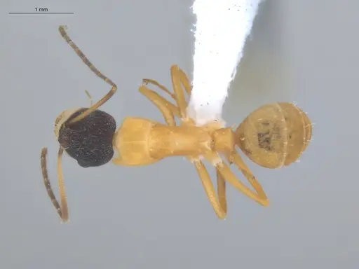 Camponotus heathi specimen ECOFOG-SL13-1211-35 image ecofog-sl13-1211-35_1