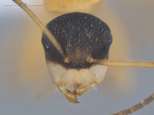Camponotus heathi specimen ECOFOG-SL13-1211-35 image ecofog-sl13-1211-35_2