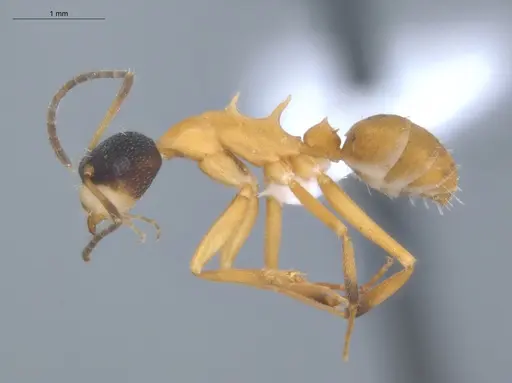 Camponotus heathi specimen ECOFOG-SL13-1211-35 image ecofog-sl13-1211-35_3