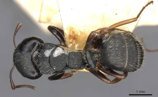 Camponotus hedwigae specimen CASENT0910738 image casent0910738_1