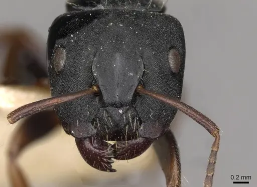 Camponotus hedwigae specimen CASENT0910738 image casent0910738_2