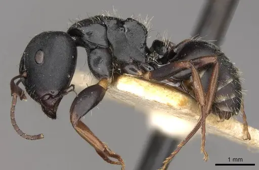 Camponotus hedwigae specimen CASENT0910738 image casent0910738_3