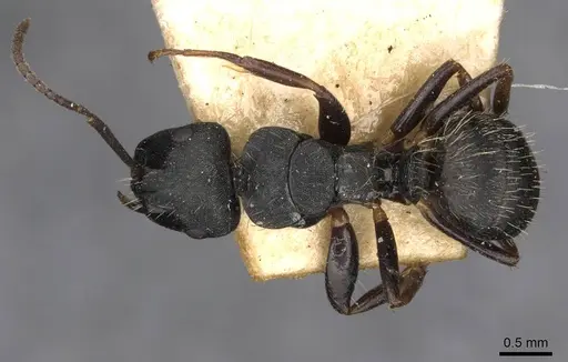 Camponotus hedwigae specimen CASENT0910739 image casent0910739_1