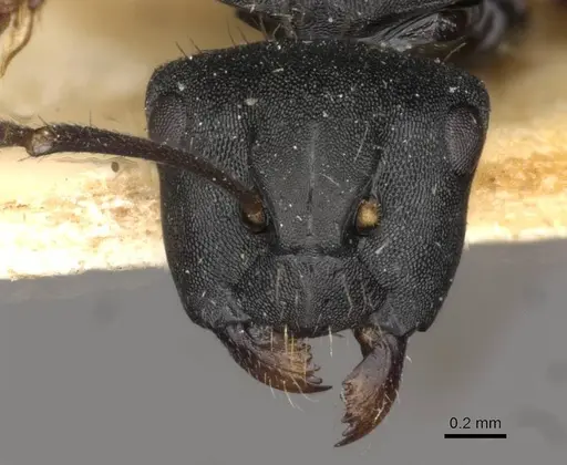 Camponotus hedwigae specimen CASENT0910739 image casent0910739_2