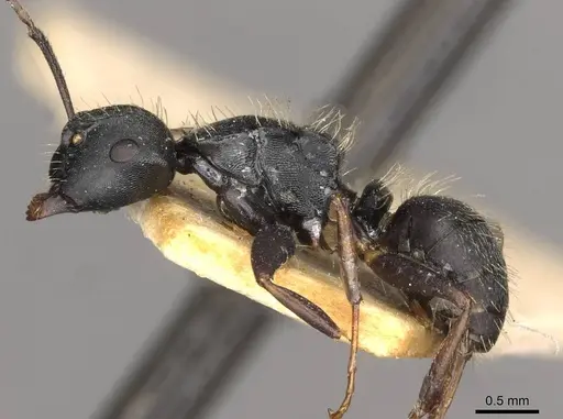 Camponotus hedwigae specimen CASENT0910739 image casent0910739_3