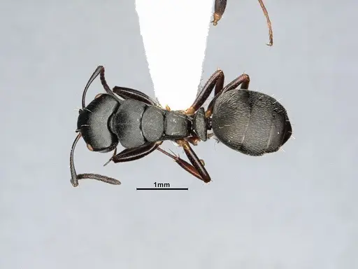 Camponotus hedwigae specimen UFV-LABECOL-007503 image ufv-labecol-007503_1