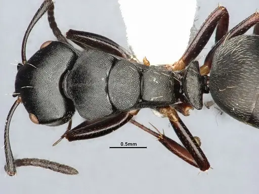 Camponotus hedwigae specimen UFV-LABECOL-007503 image ufv-labecol-007503_2