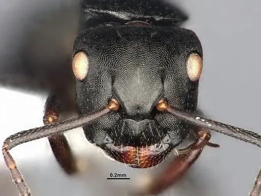 Camponotus hedwigae specimen UFV-LABECOL-007503 image ufv-labecol-007503_3