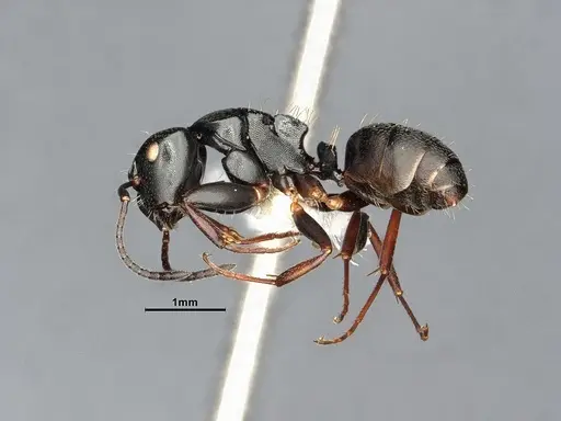 Camponotus hedwigae specimen UFV-LABECOL-007503 image ufv-labecol-007503_4