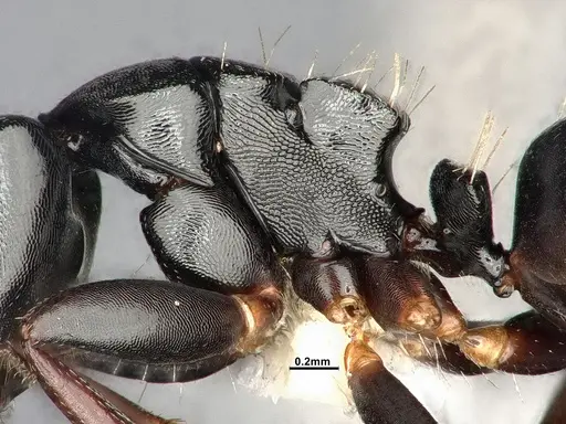 Camponotus hedwigae specimen UFV-LABECOL-007503 image ufv-labecol-007503_5