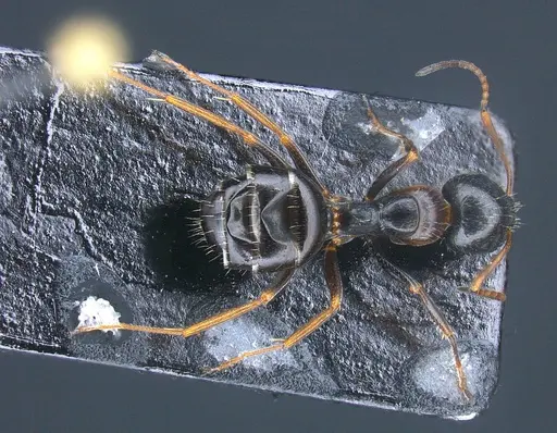 Camponotus heidrunvogtae specimen ANTWEB1041242 image antweb1041242_1