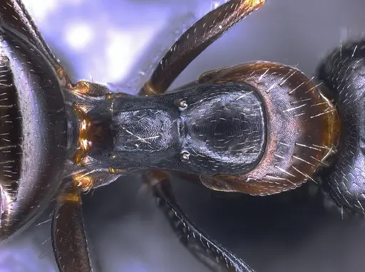 Camponotus heidrunvogtae specimen ANTWEB1041242 image antweb1041242_2