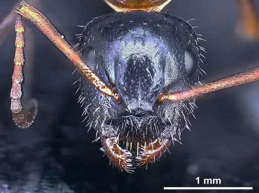 Camponotus heidrunvogtae specimen ANTWEB1041242 image antweb1041242_3