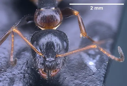 Camponotus heidrunvogtae specimen ANTWEB1041242 image antweb1041242_4