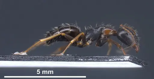 Camponotus heidrunvogtae specimen ANTWEB1041242 image antweb1041242_5