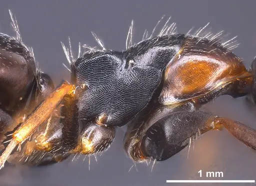 Camponotus heidrunvogtae specimen ANTWEB1041242 image antweb1041242_6