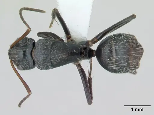 Camponotus helleri specimen CASENT0173421 image casent0173421_1