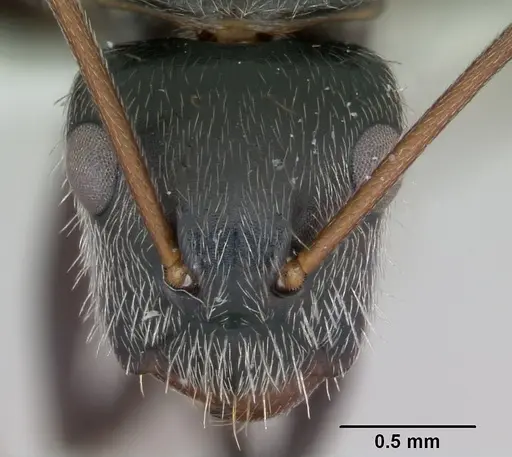 Camponotus helleri specimen CASENT0173421 image casent0173421_2