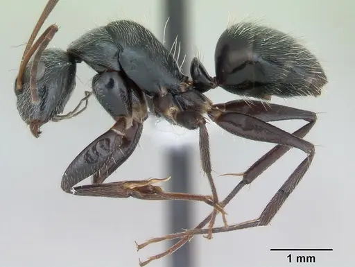 Camponotus helleri specimen CASENT0173421 image casent0173421_3