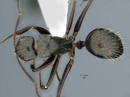 Camponotus helleri specimen CASENT0882052 image casent0882052_1