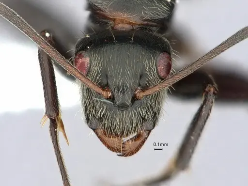 Camponotus helleri specimen CASENT0882052 image casent0882052_2