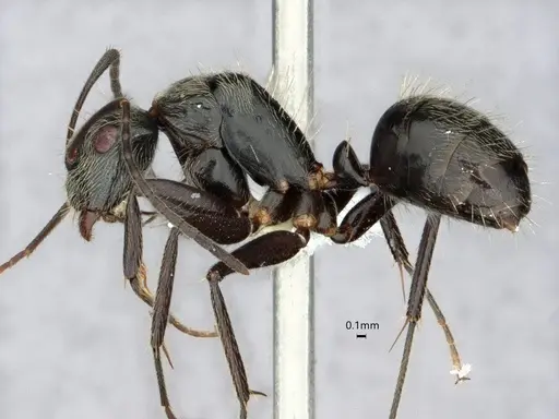 Camponotus helleri specimen CASENT0882052 image casent0882052_3