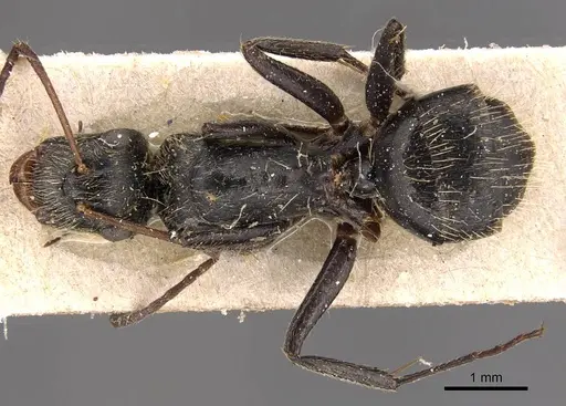 Camponotus helleri specimen CASENT0905492 image casent0905492_1